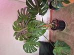 grote monstera, Ophalen, Halfschaduw, Minder dan 100 cm