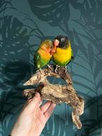Gezocht; vogels en zoogdieren voor prepareren., Meerdere dieren, Tropenvogel