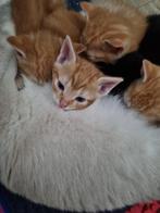 Kittens 4 rode / 1 zwarte, Dieren en Toebehoren, Katten en Kittens | Raskatten | Korthaar, Ontwormd, Meerdere dieren, 0 tot 2 jaar