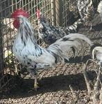 Bonte leghorn haan, Mannelijk, Kip