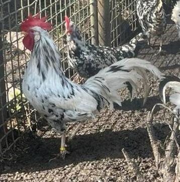 Bonte leghorn haan beschikbaar voor biedingen