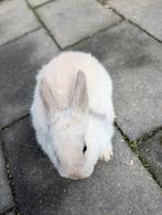 Lief vrouwtjes konijn 8 weken oud, Dieren en Toebehoren, Vrouwelijk