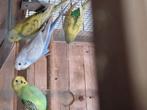 Grasparkieten, Dieren en Toebehoren, Vogels | Parkieten en Papegaaien, Meerdere dieren, Parkiet