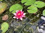 WATERLELIE STEKKEN - MOOIE DONKER ROZE BLOEMEN., Ophalen, Zo goed als nieuw