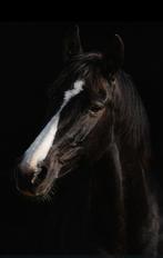 Pensionstalling gezocht omgeving Lemmer, Dieren en Toebehoren, Stalling