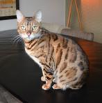 Bengaalse kat/poes met paspoort + stamboom, Poes, Met stamboom