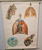 Antieke anatomische wandplaat ademhalingsorgaan schoolplaat, Antiek en Kunst, Natuur en Biologie, Ophalen of Verzenden