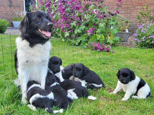 Nog 2 sociale friese stabij reu pup zoeken een fijne mand, Dieren en Toebehoren, Honden | Retrievers, Spaniëls en Waterhonden