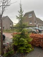 Gratis spar 4 meter – zelf uitgraven, Tuin en Terras, Planten | Bomen, Ophalen, Bloeit niet, Halfschaduw, Overige soorten