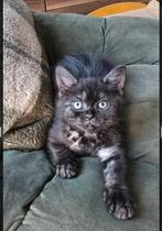 1 brits korthaar black smoke poesje, Dieren en Toebehoren, Katten en Kittens | Dekkaters