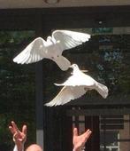 Bruidsduiven, Dieren en Toebehoren, Vogels | Duiven, Meerdere dieren, Postduif