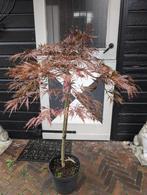 Japanse Esdoorn Acer Garnet 120cm, Tuin en Terras, Planten | Bomen, Bloeit niet, Halfschaduw, Minder dan 100 cm, Overige soorten