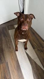 Lieve baasje GEZOCHT Red Nose Pitbull, Dieren en Toebehoren, 6 jaar of ouder, Reu, Eén hond, Nederland