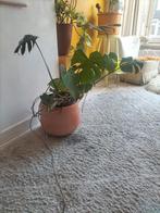 Grote kamerplant met terra cotta pot, Ophalen of Verzenden