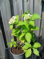 Witte hortensia H 58 cm B 32 cm, Overige soorten, Vaste plant, Ophalen of Verzenden, Halfschaduw