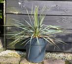 Yucca Rostrata te koop, winterhard, Zomer, Vaste plant, Overige soorten, Ophalen
