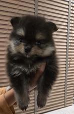 Pomeriaan pups, Dieren en Toebehoren, Parvo, 8 tot 15 weken, Meerdere, Meerdere dieren