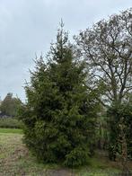 Kerstboom Picea Abbie 6 meter hoog, Ophalen of Verzenden, Bloeit niet, Volle zon, Overige soorten