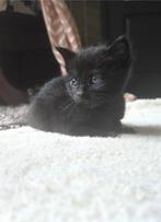 2 lieve zwarte kittens te koop 10 weken, Dieren en Toebehoren, Katten en Kittens | Overige Katten, Meerdere dieren
