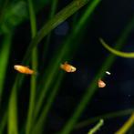 Platy’s, Vis