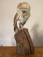 Kerkuil opgezet, Ophalen, Zo goed als nieuw, Vogel, Opgezet dier
