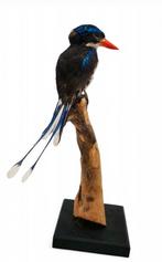 Opgezette paradijs ijsvogel., Ophalen of Verzenden, Zo goed als nieuw, Vogel, Opgezet dier