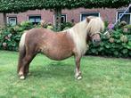 Mini merrie en merrieveulen, Dieren en Toebehoren