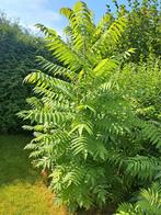 🌴DIVERSE MATEN FLUWEELBOMEN AZIJNBOOM RHUS TYPHINA PLANT 🪴, Ophalen, In pot, Volle zon, Overige soorten