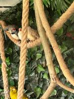Zebravink, Meerdere dieren, Tropenvogel