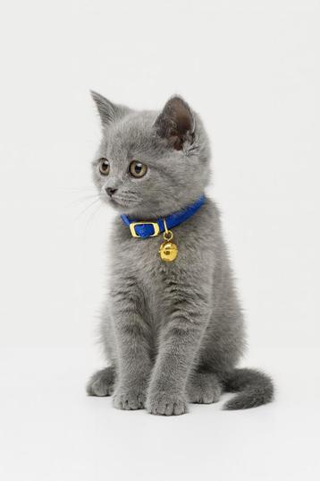 Halsband kat elastisch 2 kleuren beschikbaar voor biedingen