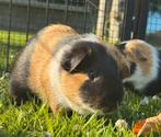 Leuk (fok)beertje Jesse, Dieren en Toebehoren, April, Mannelijk, Cavia