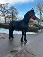 Super Mooie makke 3,5 jarige  grote Friese Hengst, Dieren en Toebehoren, Paarden, 175 cm of meer, Gechipt, Niet van toepassing