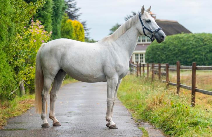 Lieve merrie met pit te koop; Napels x Concorde, Dieren en Toebehoren, Paarden, Merrie, L, 165 tot 170 cm, 7 tot 10 jaar, Springpaard