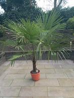 Palmboom Fortunei stam 40-50cm, Volle zon, Ophalen, Palmboom