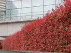 Photinia Red Robin (glansmispel) in diverse maten potkweek, Tuin en Terras, Ophalen, Overige soorten, Halfschaduw