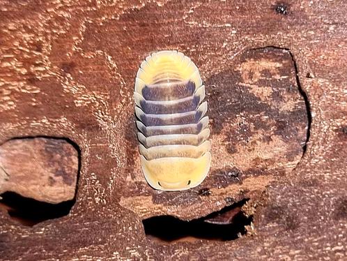 Cubaris "Jupiter" isopods pissebedden, Dieren en Toebehoren, Insecten en Spinnen, Overige soorten