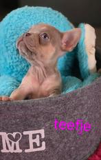 🥰 Super mooie isabella and tan franse bulldog pups 🥰, CDV (hondenziekte), 8 tot 15 weken, Bulldog, Meerdere