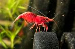 Prachtige Neocaridina Garnalen – Sakura Red High Grade, Dieren en Toebehoren, Vissen | Aquariumvissen, Kreeft, Krab of Garnaal
