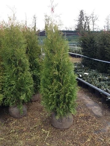 Thuja Brabant (goedkope haagconifeer) in diverse maten beschikbaar voor biedingen
