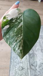 Monstera Variegata stek nr. 2, Ophalen, Overige soorten, Halfschaduw, In pot