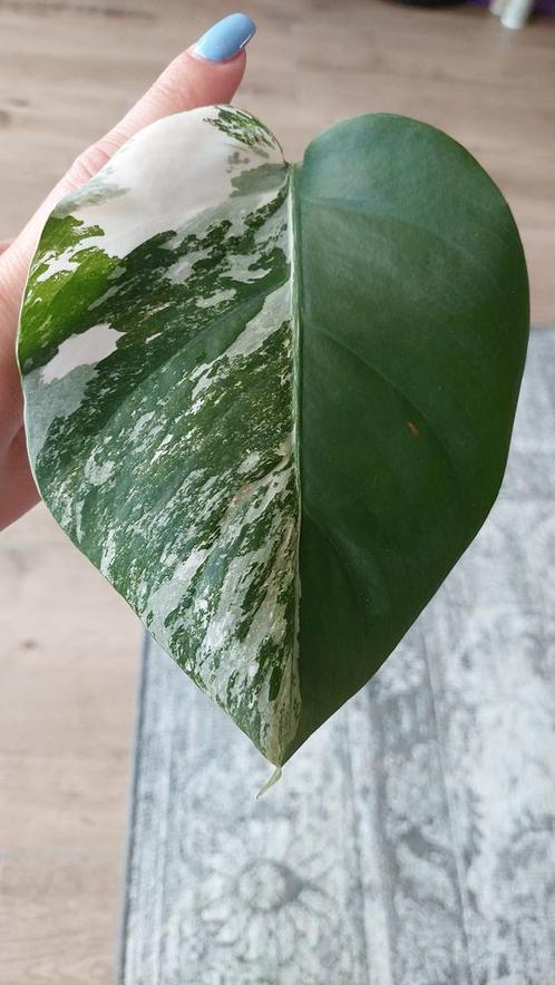 Monstera Variegata stek nr. 2, Huis en Inrichting, Kamerplanten, Overige soorten, Minder dan 100 cm, Groene kamerplant, Halfschaduw