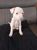 Laatste  Teefje amerikaanse stafford pups beschikbaar, Dieren en Toebehoren, Honden | Jack Russells en Terriërs, Rabiës (hondsdolheid)