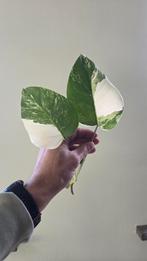 Verse Monstera Variegata Kopstek, Overige soorten, In pot, Minder dan 100 cm, Groene kamerplant