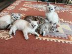 Nog 4 Britse Korthaar kittens te koop, Dieren en Toebehoren, Katten en Kittens | Raskatten | Korthaar, Meerdere dieren, Ontwormd