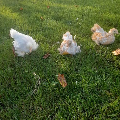 Prachtige cochin kriel hennetjes 15 weken oud, Dieren en Toebehoren, Pluimvee, Kip, Vrouwelijk