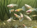 Albino glasbuik guppies, Vis