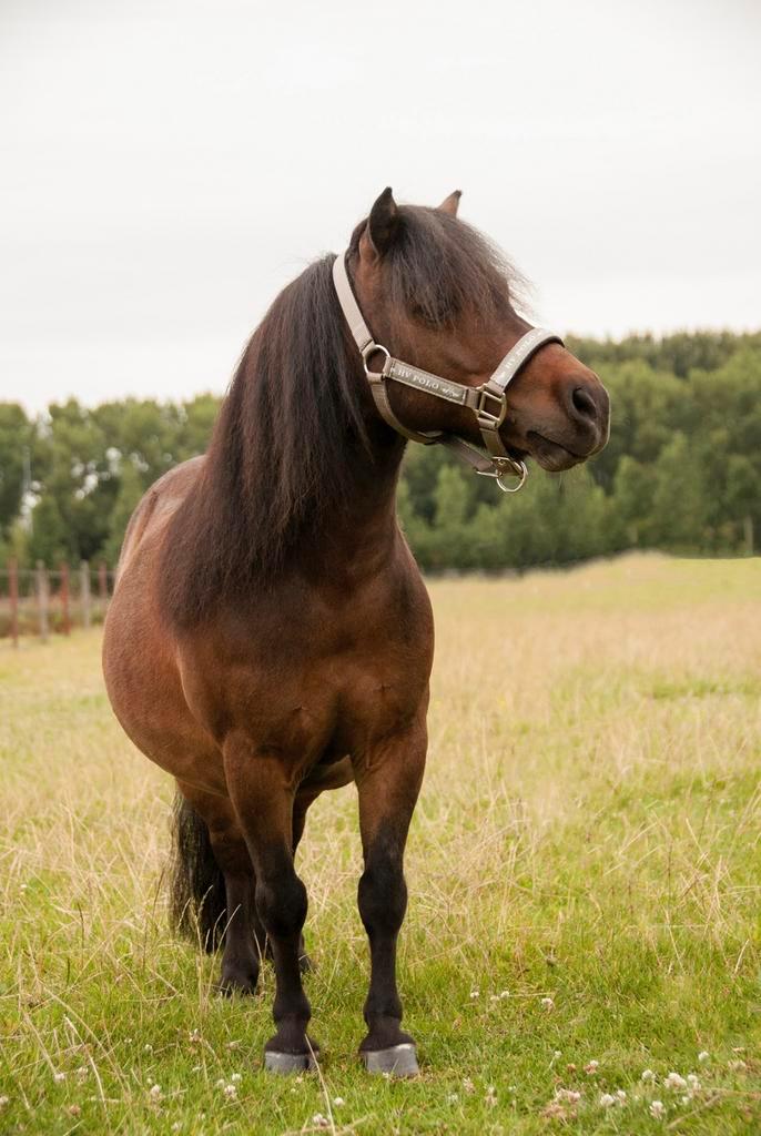 Lieve shetlander ruin zoekt lief verzorgstertje!, Dieren en Toebehoren, Paarden en Pony's | Beschermers, Rijden, Ophalen