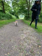 Honden uitlaat service :), Ophalen of Verzenden, Nieuw