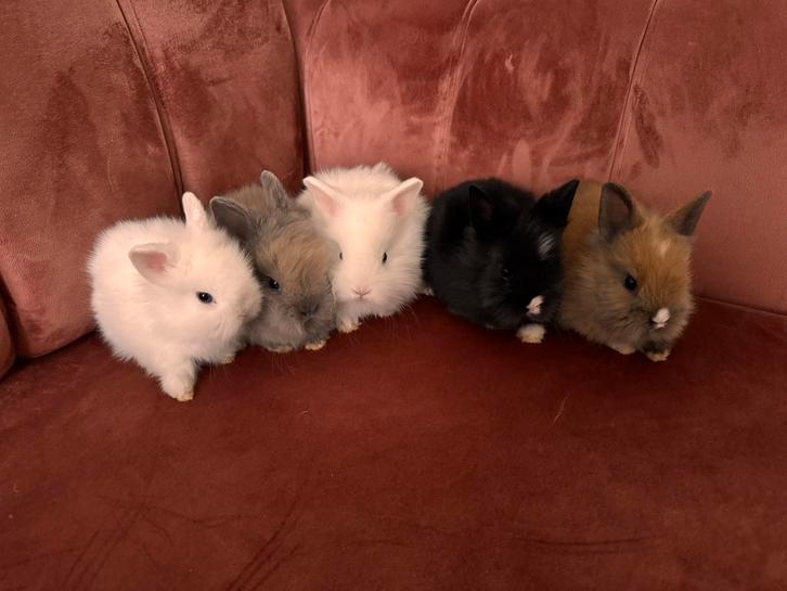 TEDDY DWERG BABY KONIJNTJES, Dieren en Toebehoren, Konijnen, Dwerg, Meerdere dieren