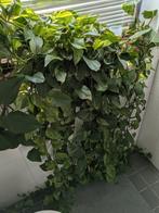 Brede Pothos / Scindapsus / Epipremnum ("waterval" plant)., Ophalen, 100 tot 150 cm, Overige soorten, Halfschaduw